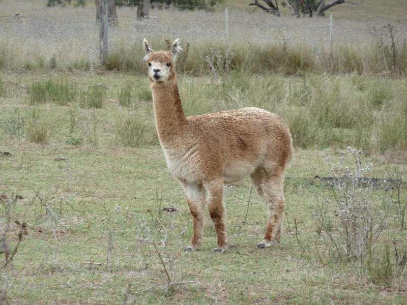 429 alpaca - light brown